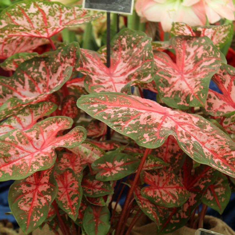 Caladium Carolyn Whorton (Porte)