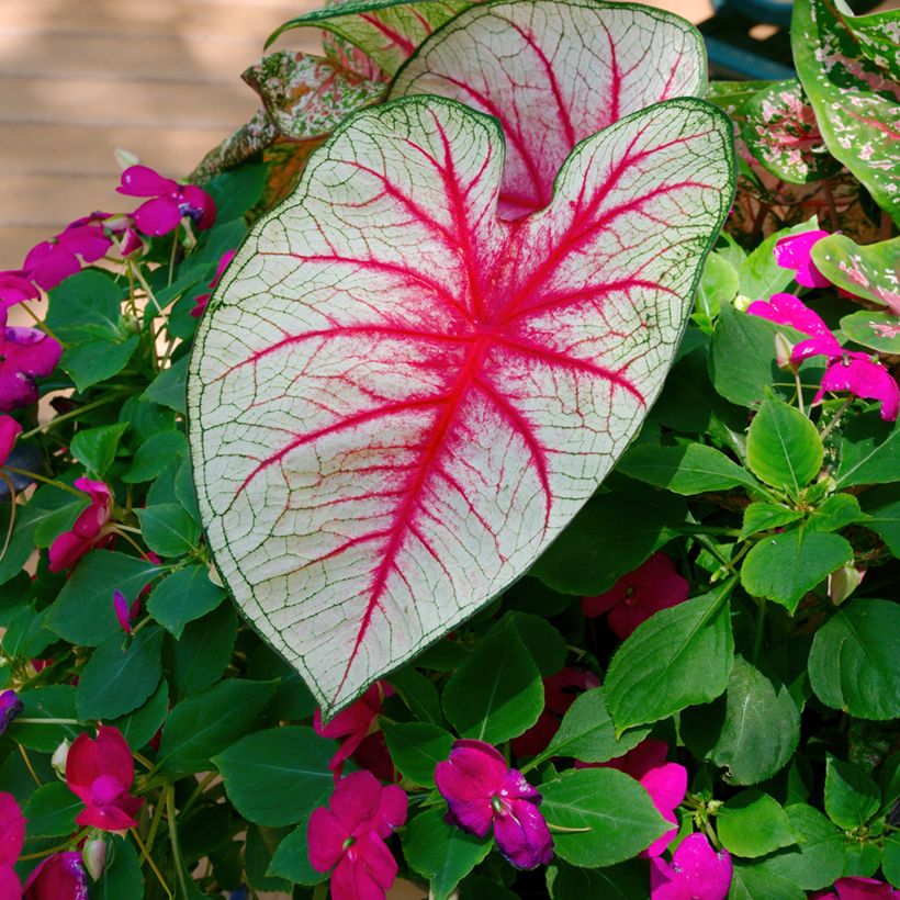 Caladium Fiesta (Follaje)