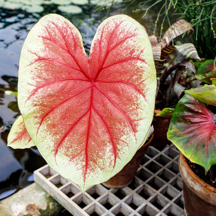 Caladium Mint Julep (Follaje)