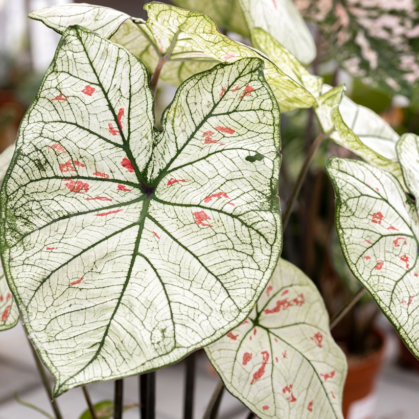 Caladium Strawberry Star (Follaje)