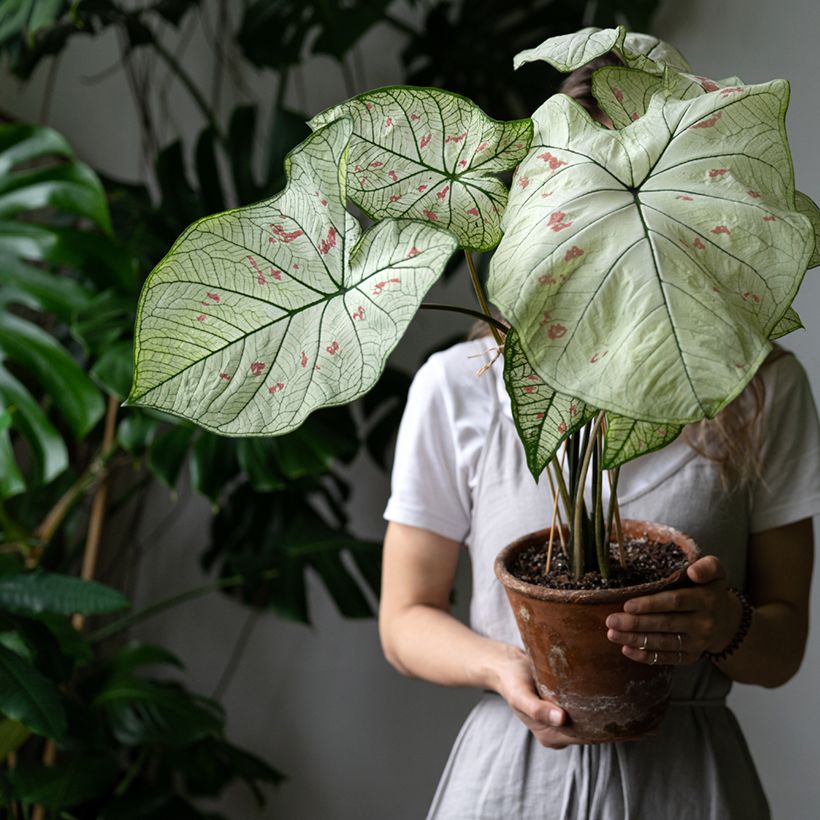 Caladium Strawberry Star (Porte)