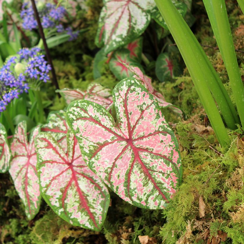 Caladium Tapestry (Porte)