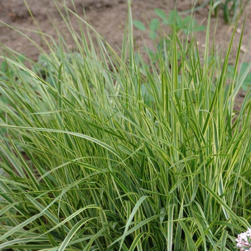 Calamagrostis acutiflora Overdam (Porte)