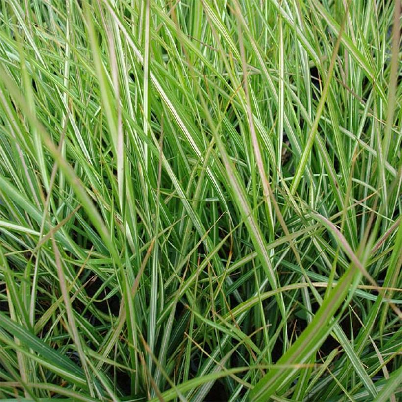 Calamagrostis acutiflora Avalanche (Follaje)