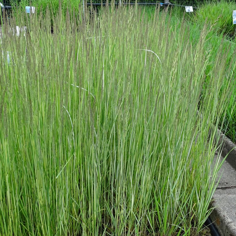 Calamagrostis acutiflora Avalanche (Porte)