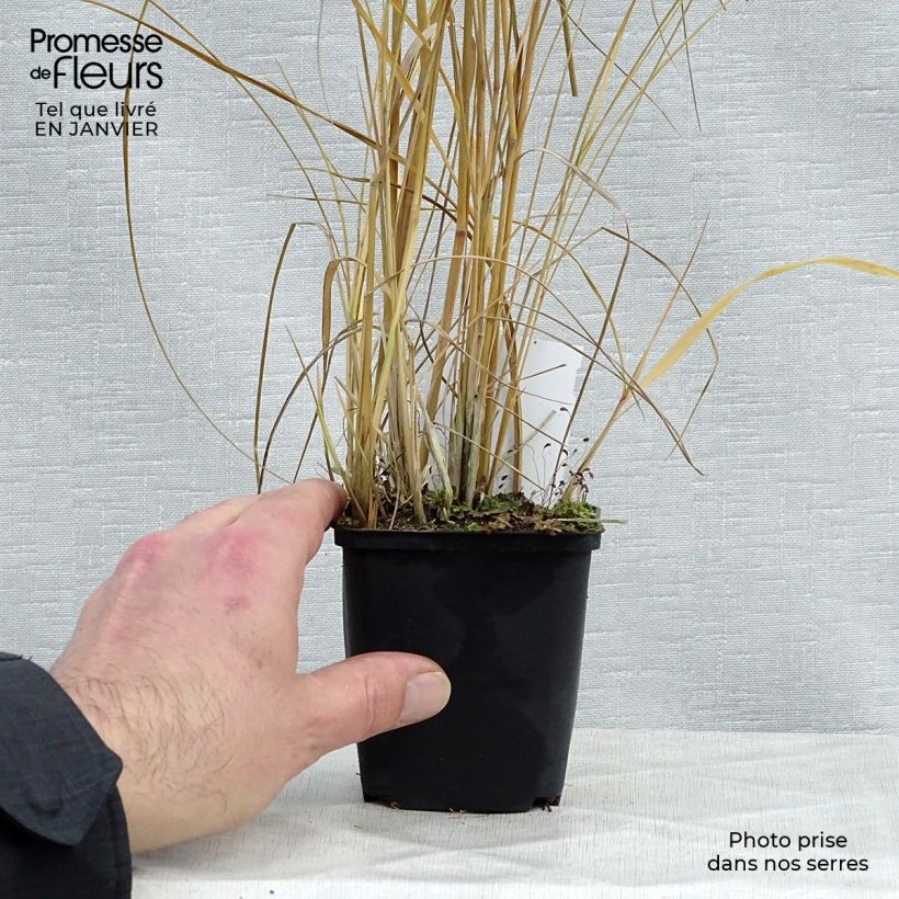 Calamagrostis acutiflora Avalanche - Calamagrostide Godet de 9cm Ejemplar entregado en invierno