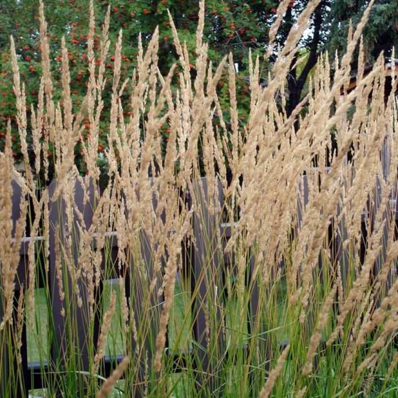 Calamagrostis acutiflora Karl Foerster (Porte)