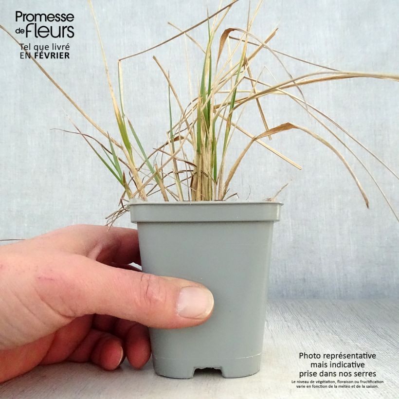 Calamagrostis acutiflora Karl Foerster en godet de 9cm Ejemplar entregado en invierno