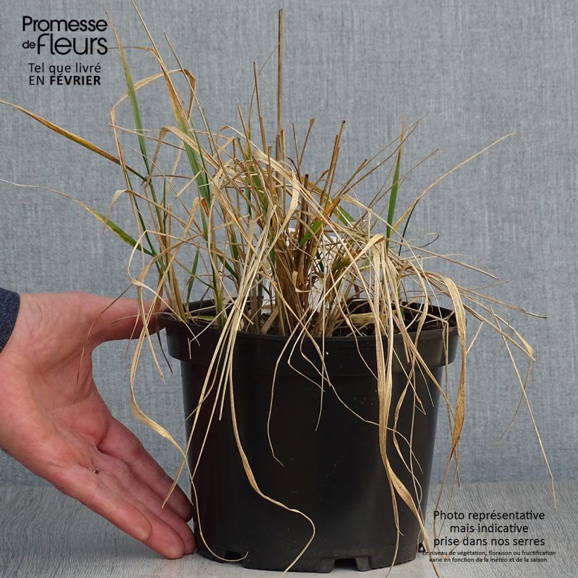 Calamagrostis acutiflora Karl Foerster en pot de 2L/3L Ejemplar entregado en invierno