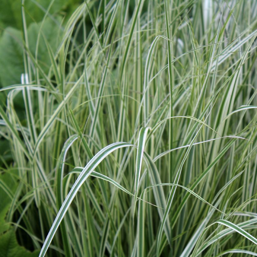 Calamagrostis acutiflora Overdam (Follaje)