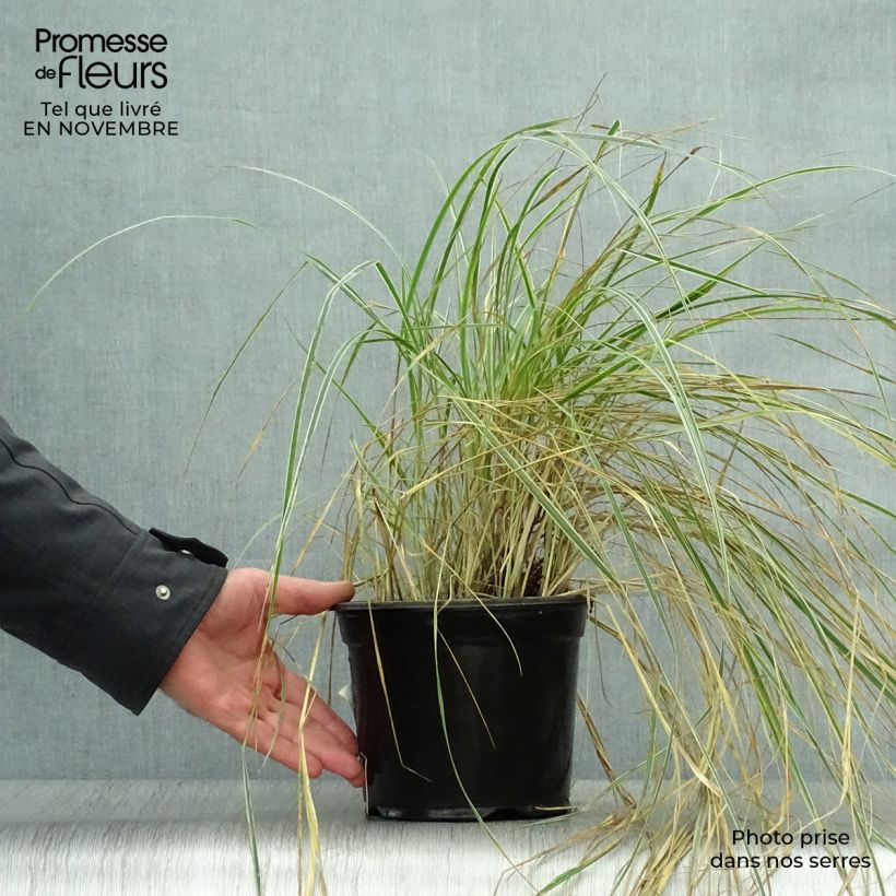 Ejemplar de Calamagrostis acutiflora Overdam en pot de 2L entregado en otoño