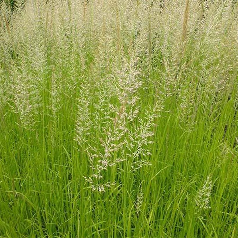 Calamagrostis acutiflora Waldenbuch (Follaje)