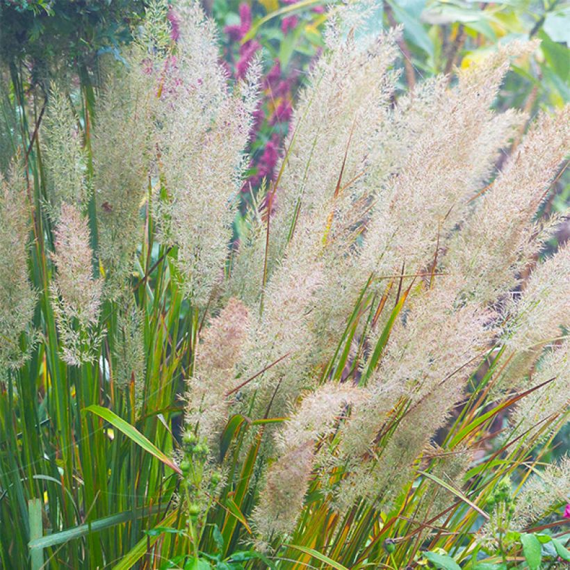 Calamagrostis brachytricha (Floración)