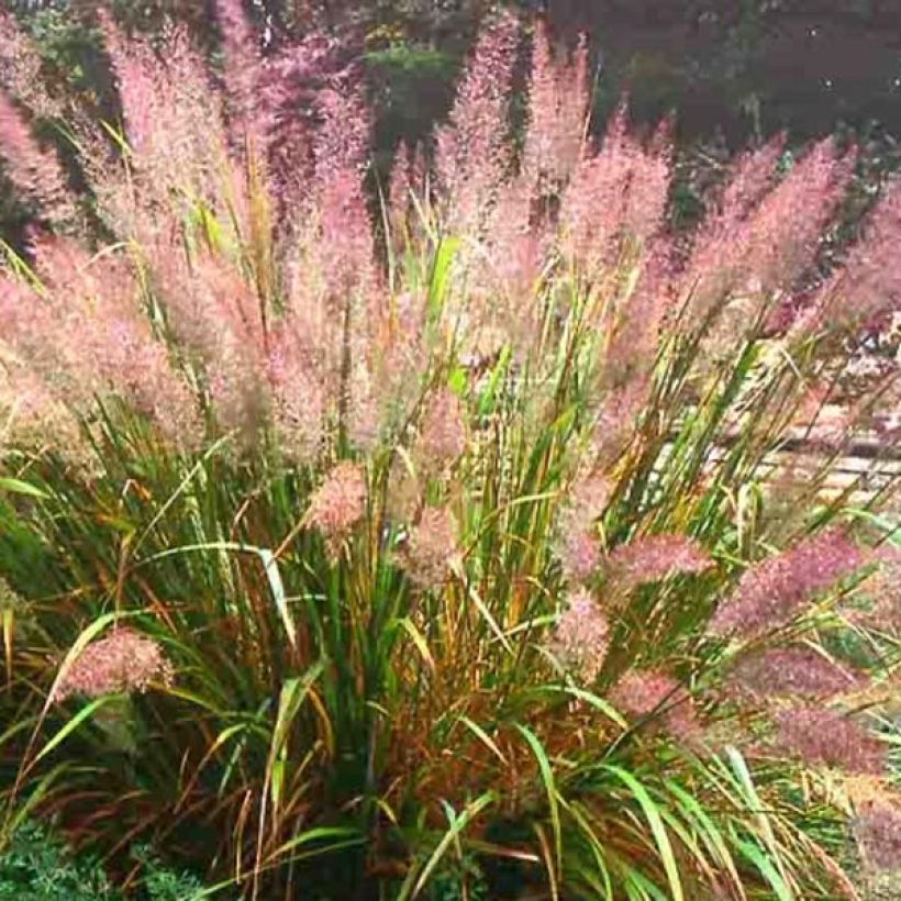 Calamagrostis brachytricha (Porte)