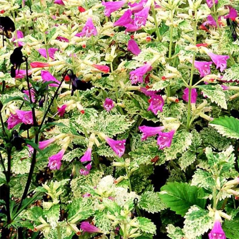 Calamintha grandiflora Variegata (Floración)