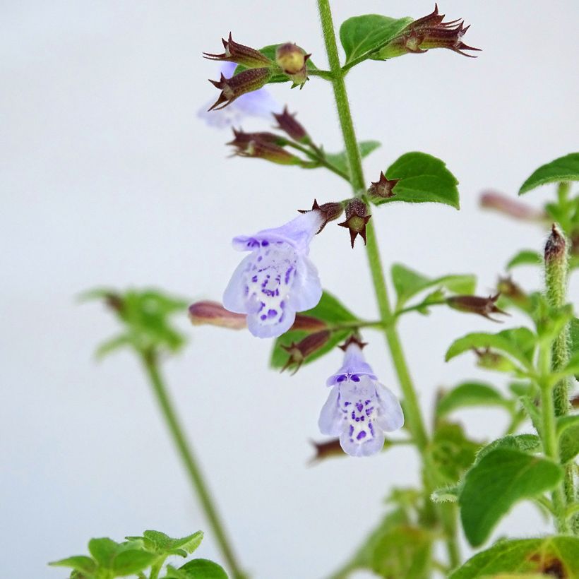 Calaminta - Calamintha nepeta (Floración)