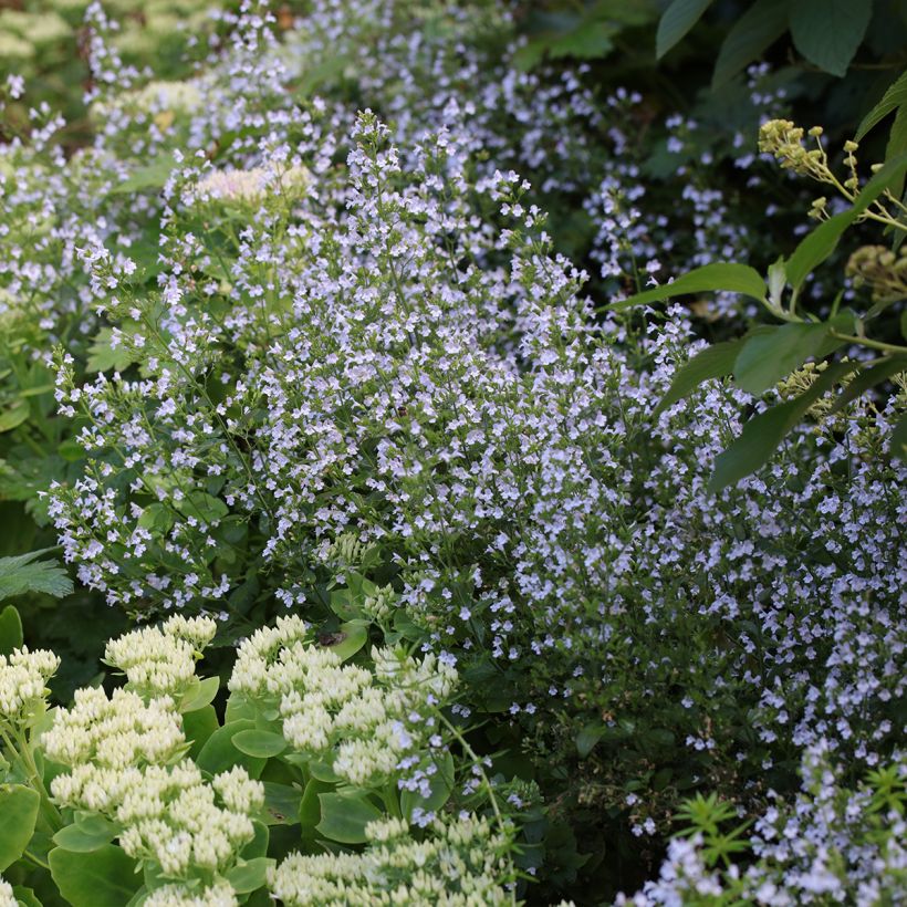 Calaminta - Calamintha nepeta (Porte)