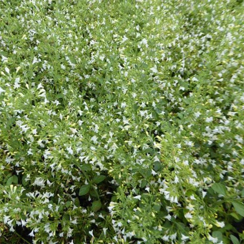 Calamintha nepeta Weisser Riese (Floración)