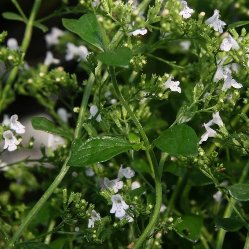 Calamintha nepeta White Cloud (Follaje)