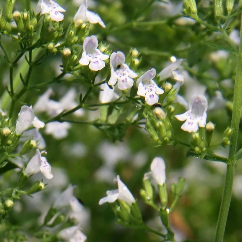 Calamintha nepeta White Cloud (Floración)