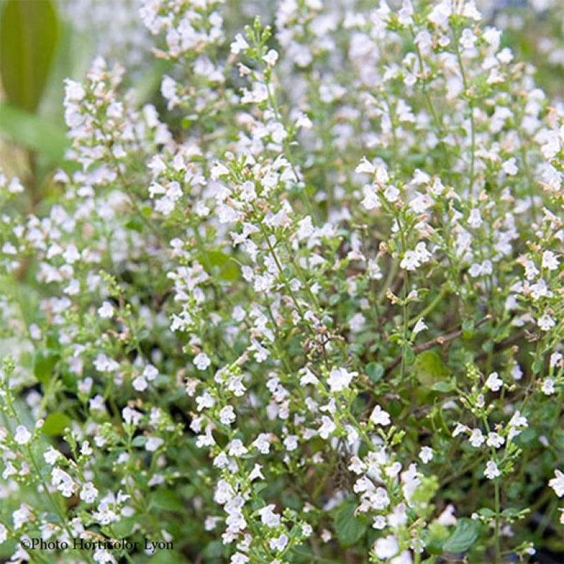 Calamintha sylvatica Menthe (Floración)