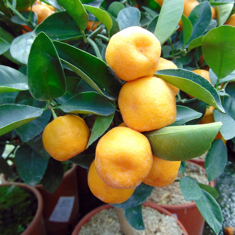 Calamondina - Citrus madurensis (Cosecha)