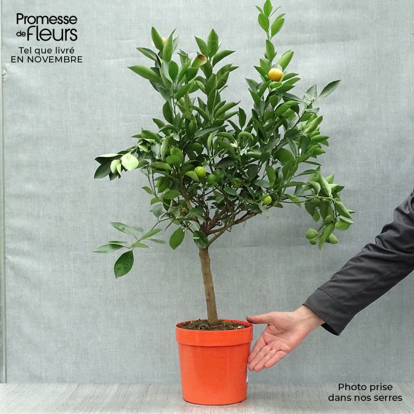 Ejemplar de Calamondin - Citrus madurensis (mitis) en pot de 4/5L entregado en otoño