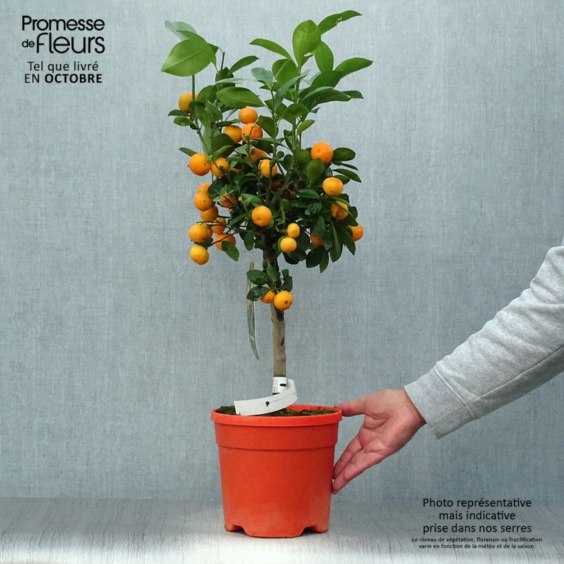 Ejemplar de Calamondin - Citrus madurensis (mitis) en pot de 7L entregado en otoño