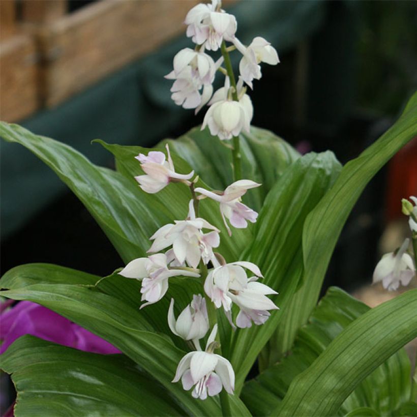 Calanthe aristulifera (Floración)