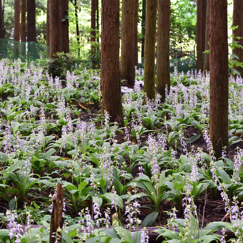 Calanthe reflexa (Porte)