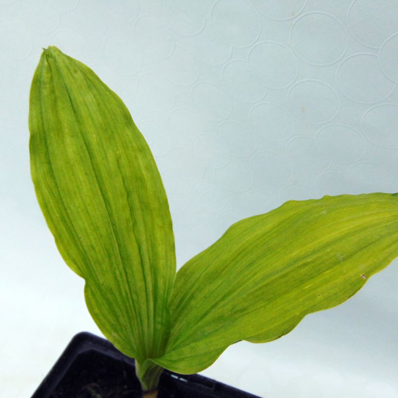 Calanthe sieboldii (Follaje)