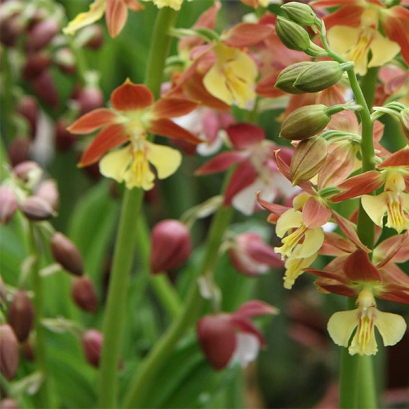 Calanthe tricarinata (Floración)