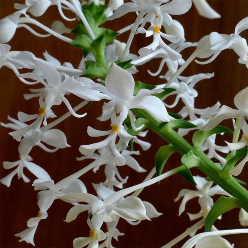 Calanthe triplicata (Floración)