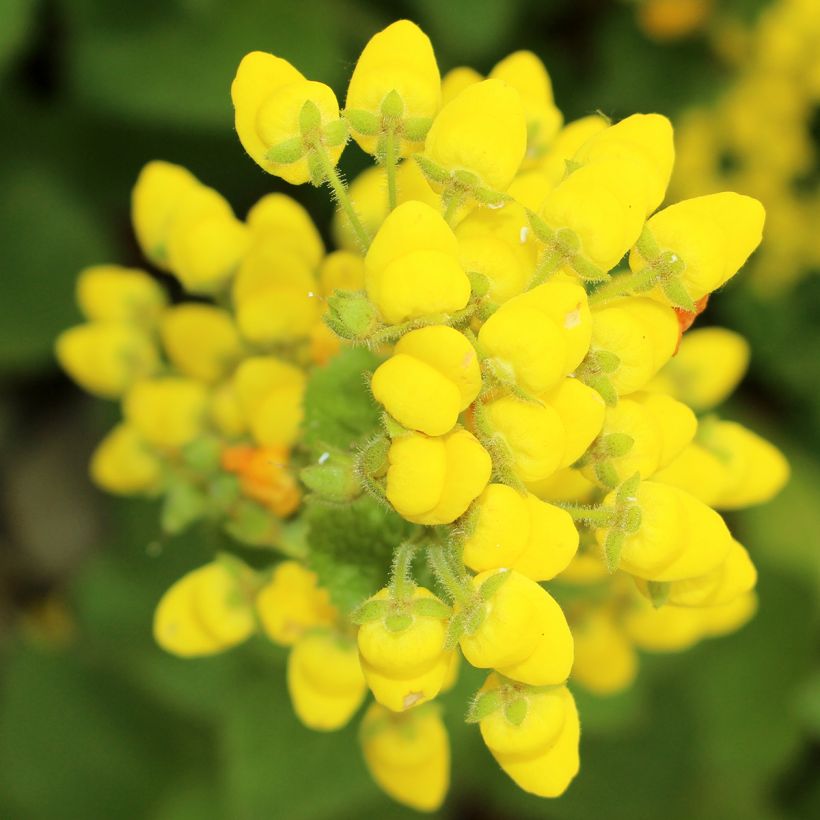 Calceolaria fiebrigiana (Floración)