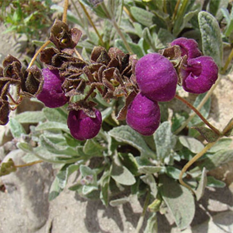 Calceolaria arachnoidea (Floración)