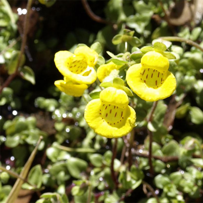 Calceolaria tenella (Floración)