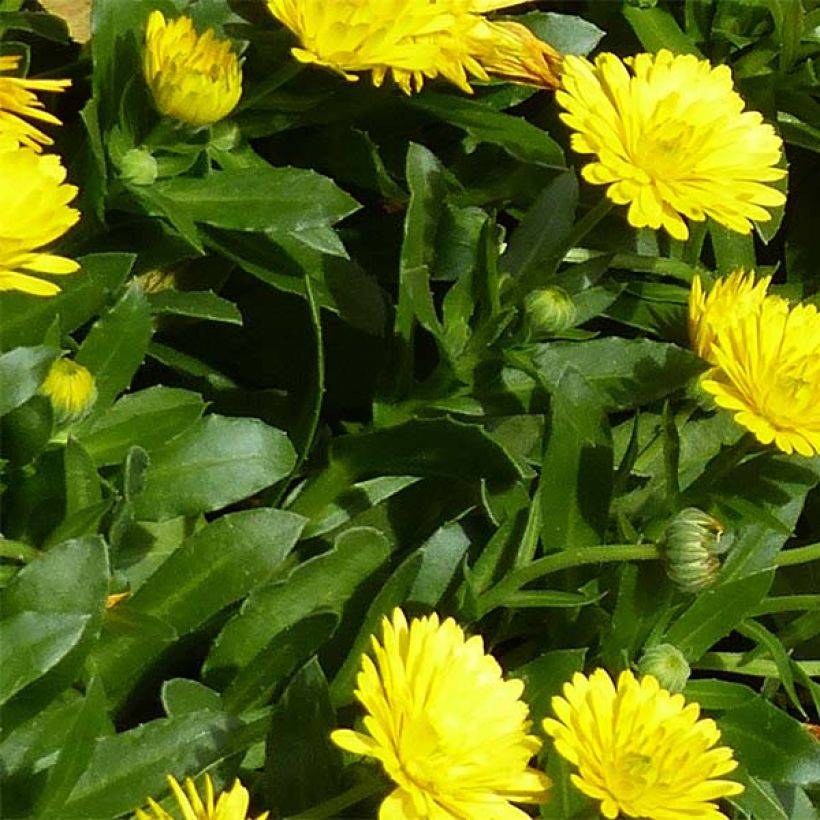 Calendula hybrida Powerdaisy Sunny (Follaje)