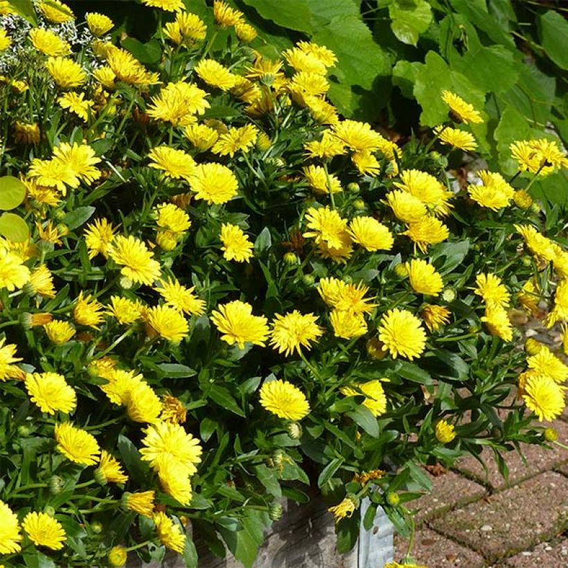 Calendula hybrida Powerdaisy Sunny (Porte)