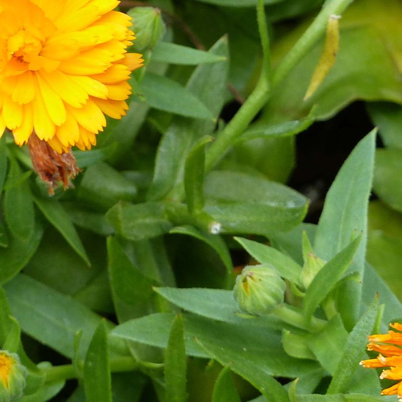 Calendula hybrida Powerdaisy Tango (Follaje)