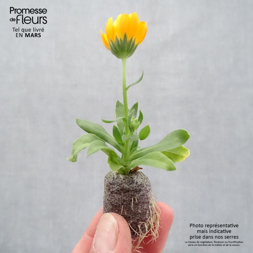 Calendula Powerdaisy Tango - Souci Mini-motte 3,5 cm Ejemplar entregado en la primavera