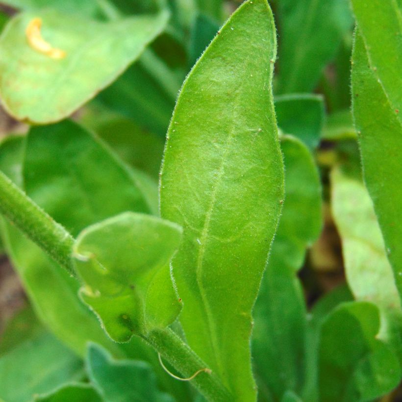 Caléndula - Calendula officinalis (Follaje)