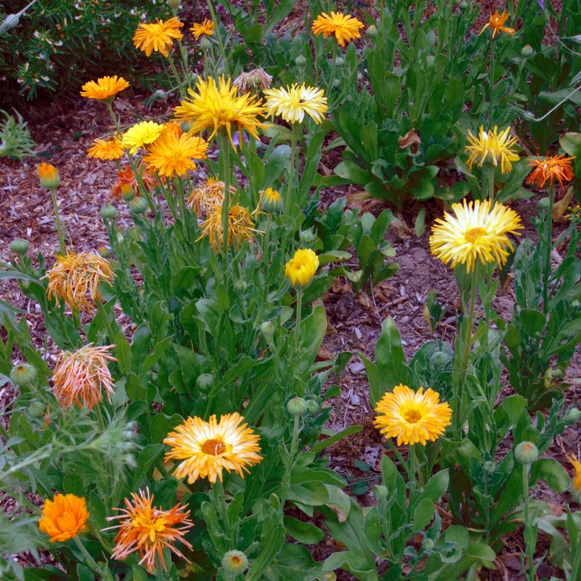 Caléndula - Calendula officinalis (Porte)