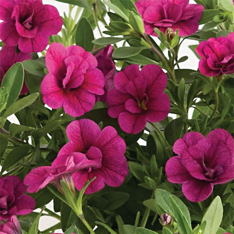 Calibrachoa hybrida Can-Can Rosies Pink (Floración)