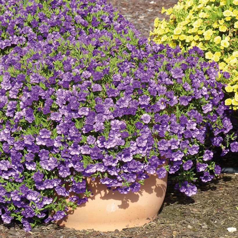 Calibrachoa hybrida Can-Can Rosies Blue (Porte)