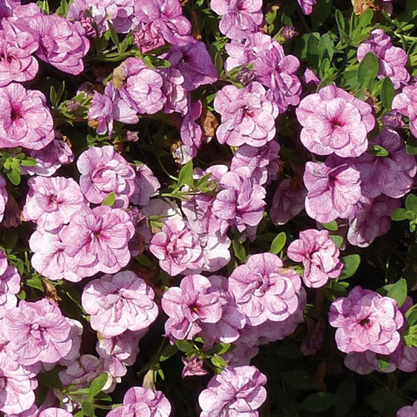 Calibrachoa hybrida Can-Can Rosies Pink Vein (Floración)