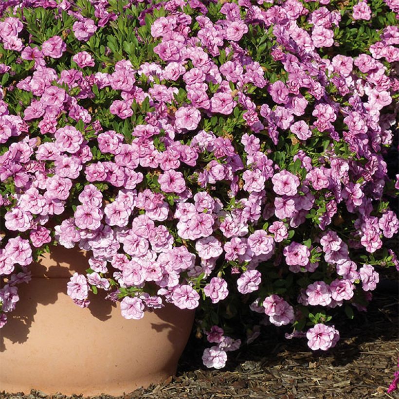 Calibrachoa hybrida Can-Can Rosies Pink Vein (Porte)