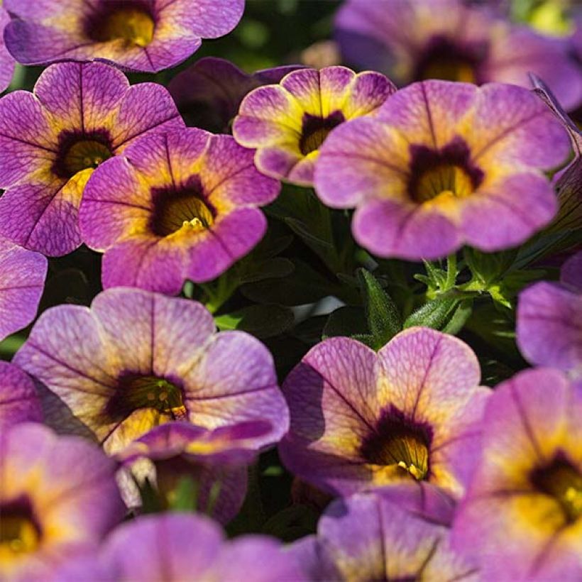 Calibrachoa hybrida Chamaeleon Blueberry Scone (Floración)