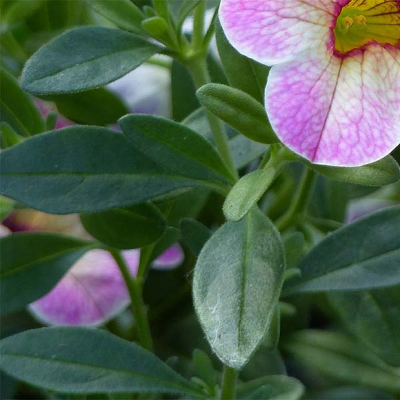 Calibrachoa hybrida Chamaeleon Pink Passion (Follaje)