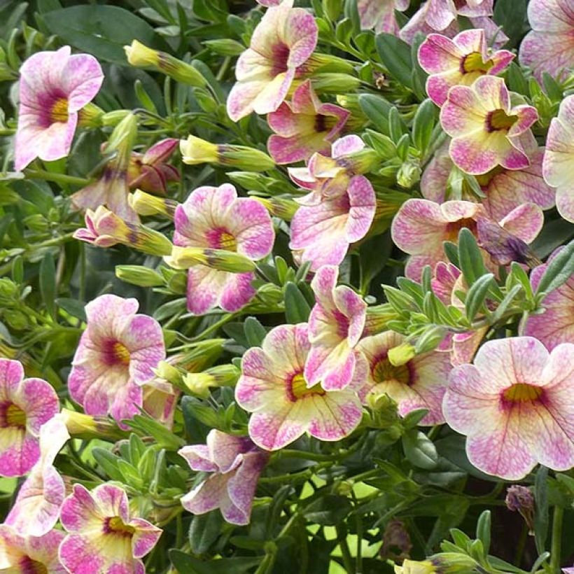 Calibrachoa hybrida Chamaeleon Pink Passion (Floración)