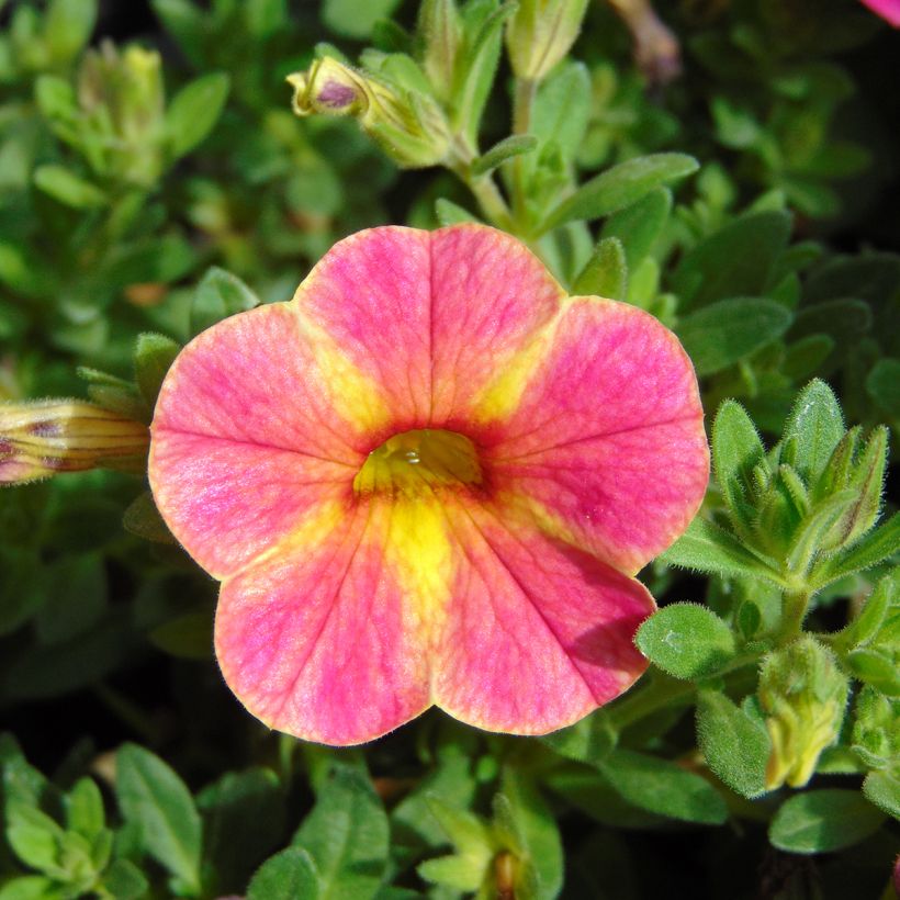 Calibrachoa hybrida Chamaeleon Sunshine Berry (Floración)